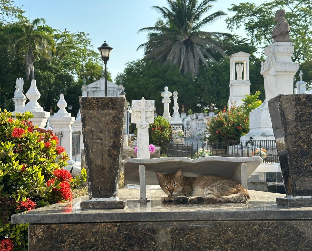 El cementerio de los gatos