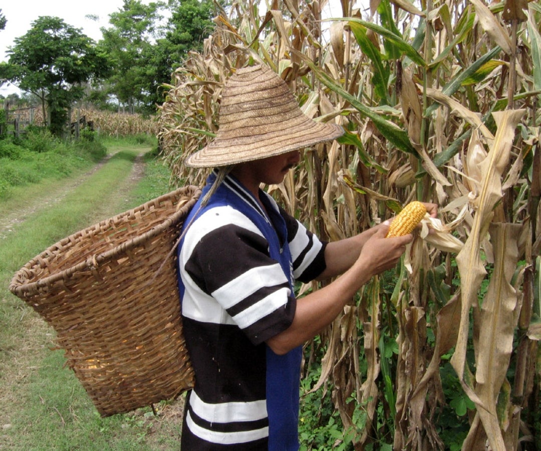 Polen del maíz impulsaría la producción del grano