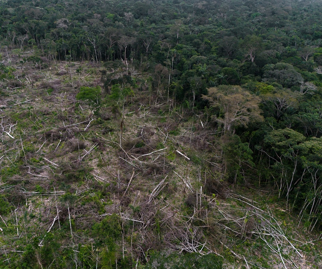 El plan es comprar tierras degradadas y restaurar los bosques plantando árboles nativos