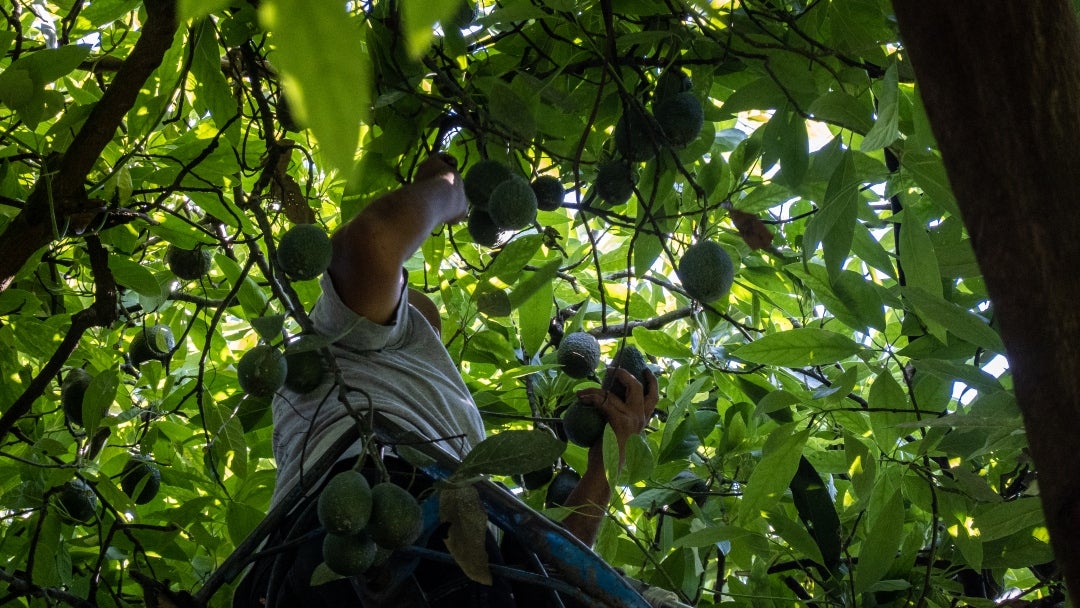 Nuevas regiones que producen aguacate en el país se abren paso al ...