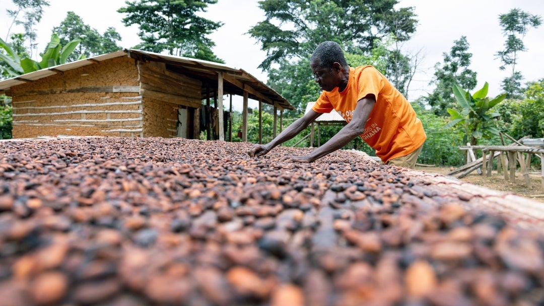 Cacao