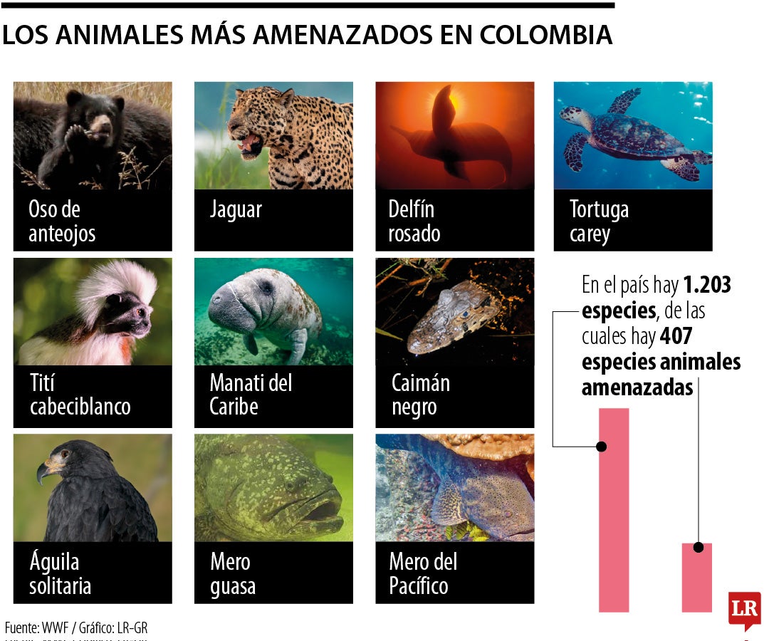 Top 10 de animales con amenaza de extinción en Colombia