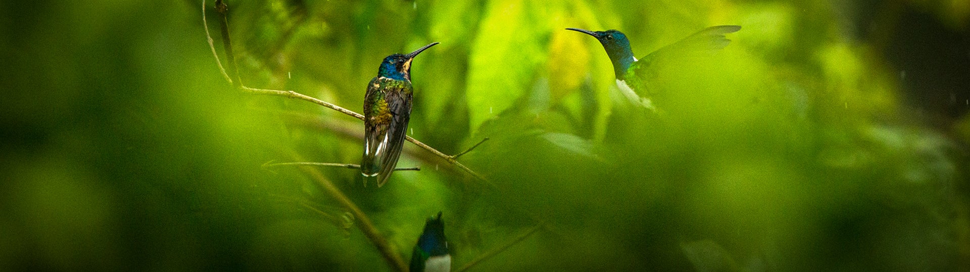 Lo Que Tiene Que Saber Sobre La Cop16 Que Se Realizará En Colombia Por ...