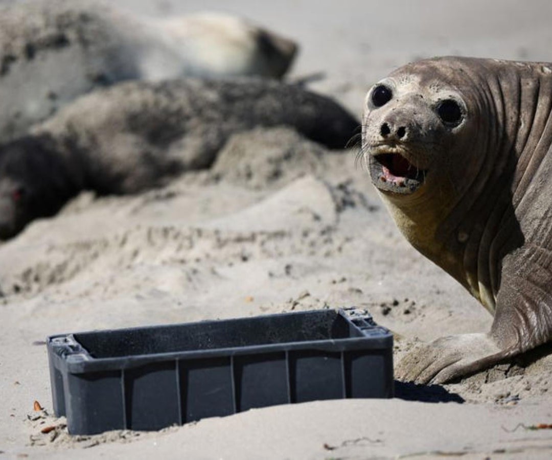 Contaminación en la Patagonia