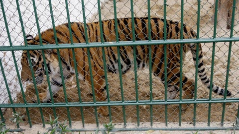 Tigres en Vietnam muertos