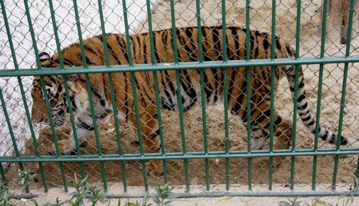 Tigres en Vietnam muertos