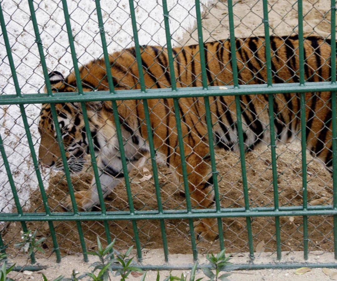 Tigres en Vietnam muertos