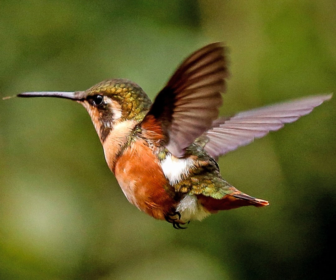 Biodiversidad