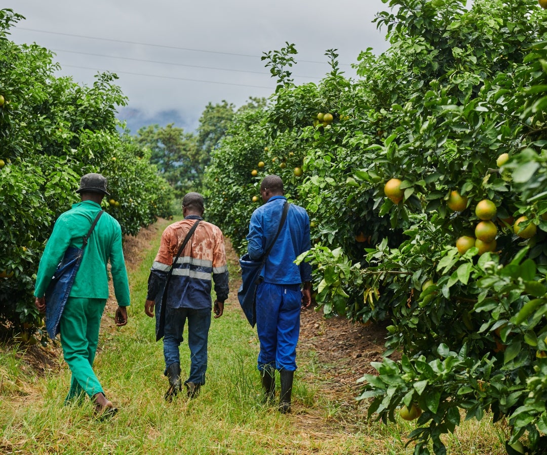 Naranjos en Sudáfrica