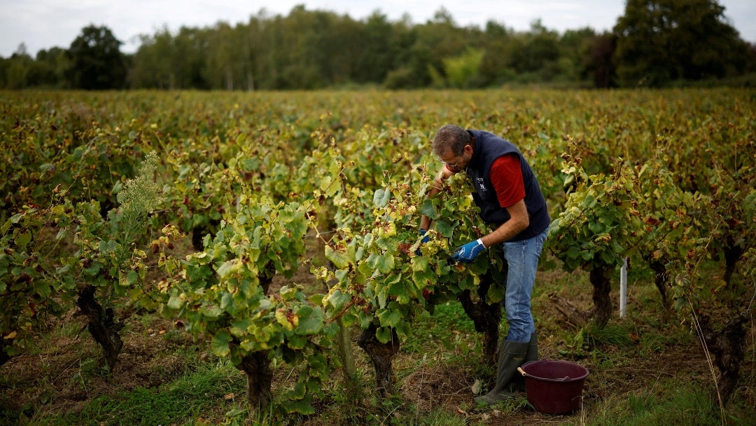 Viñedos en Francia