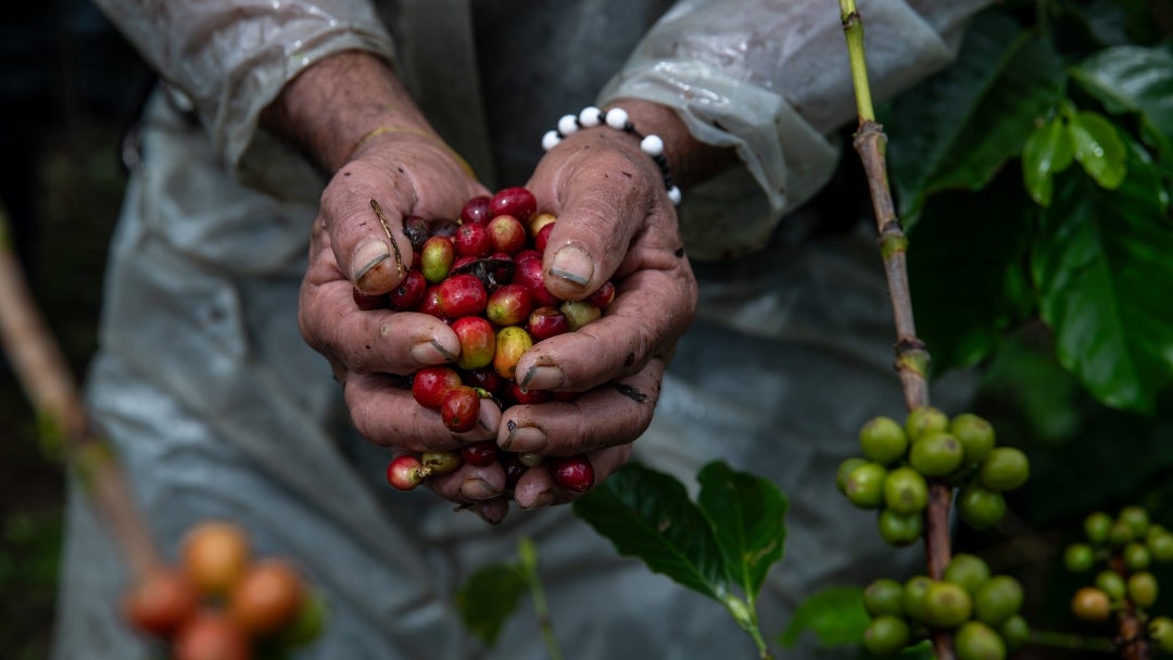 Trabajador de café en Sevilla, Valle del Cauca