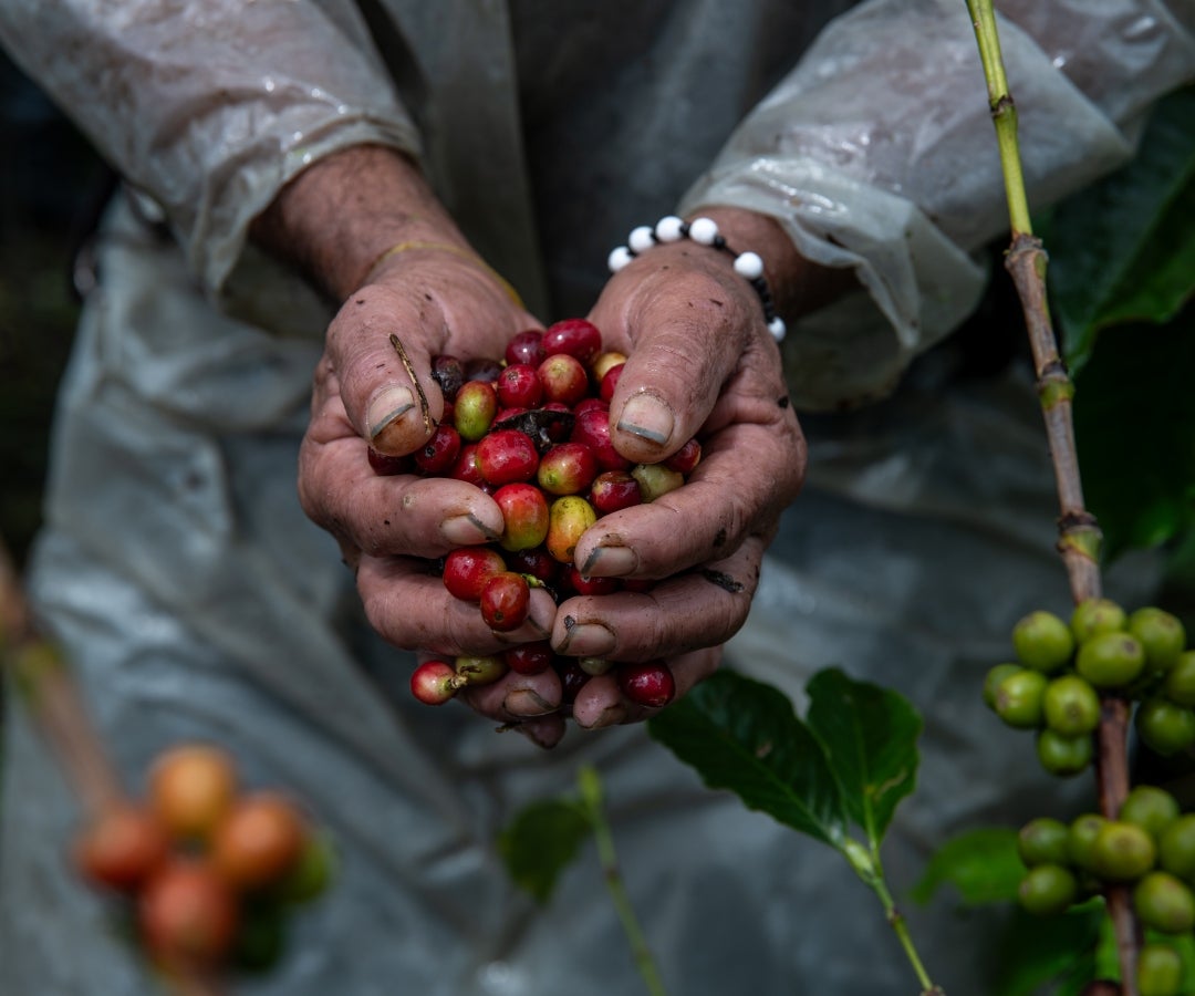 Trabajador de café en Sevilla, Valle del Cauca