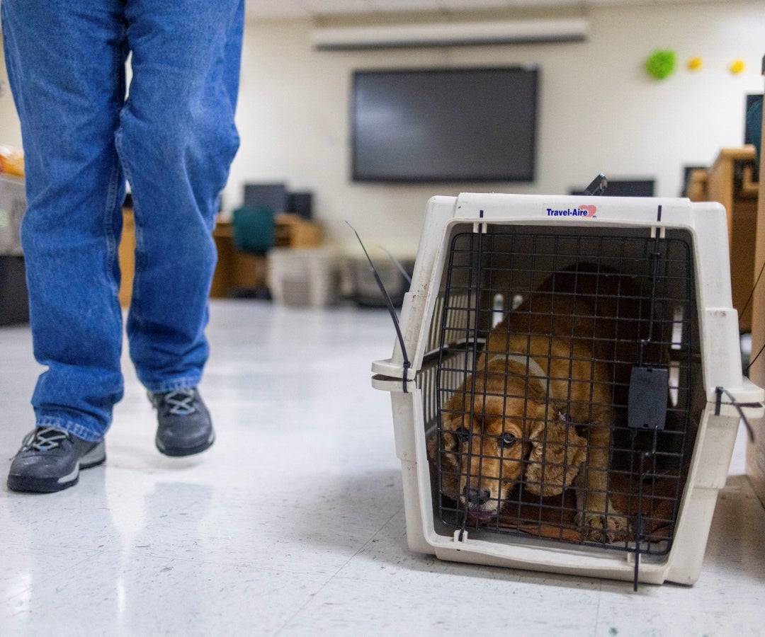 Perrito en refugio de Florida