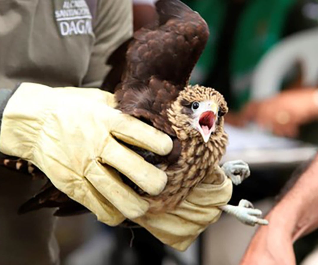 Tráfico ilegal de flora y fauna