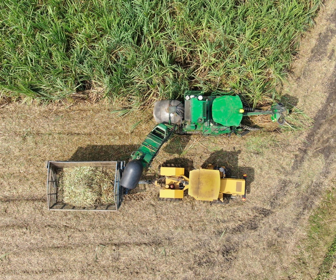 Caña de azúcar en corte