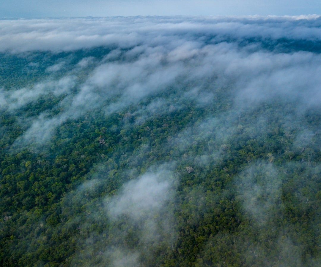 Desde 2022 se esperaba recaudar US$700.000 millones anuales para la protección y restauración de la naturaleza. Unos US$500.000 millones procederán de la reorientación de subvenciones perjudiciales, como las de los combustibles fósiles y los pesticidas