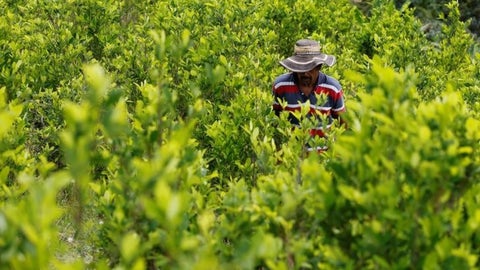 Agricultor de coca