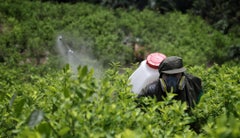 l proyecto abarca 19 veredas de San Juan y tendrá como eje fundamental el diálogo con las comunidades campesinas y el apoyo del Estado l proyecto abarca 19 veredas de San Juan y tendrá como eje fundamental el diálogo con las comunidades campesinas y el apoyo del Estado