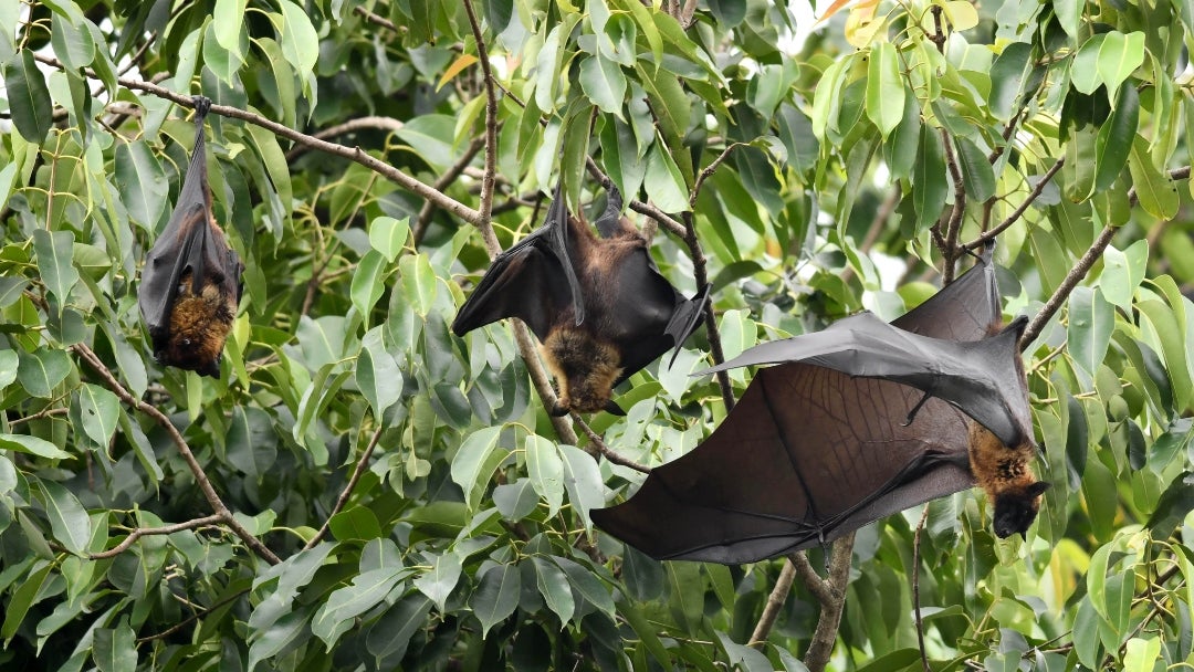 Murciélagos en Ruanda