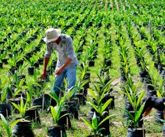 e busca que los procesos sean inclusivos y equitativos, incluyendo a mujeres y productores tanto medianos como pequeños e busca que los procesos sean inclusivos y equitativos, incluyendo a mujeres y productores tanto medianos como pequeños