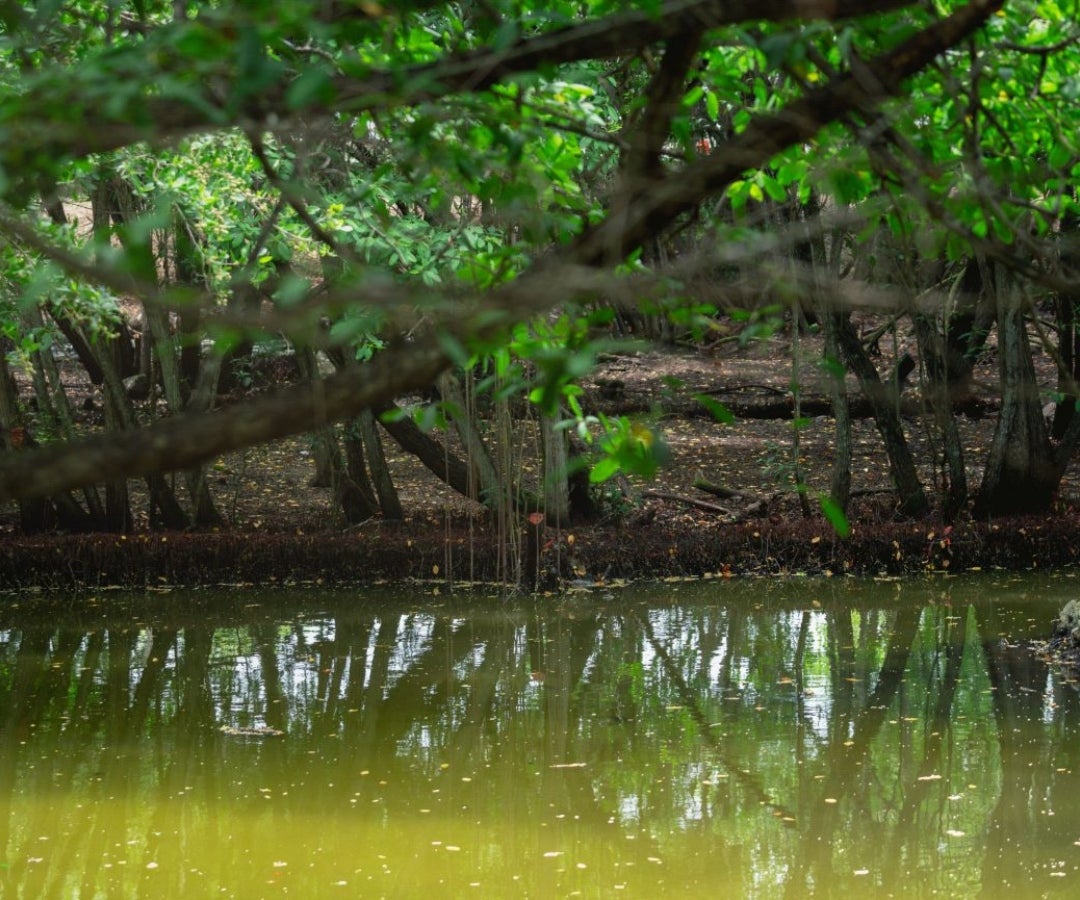 Árboles del Banco de Bogotá