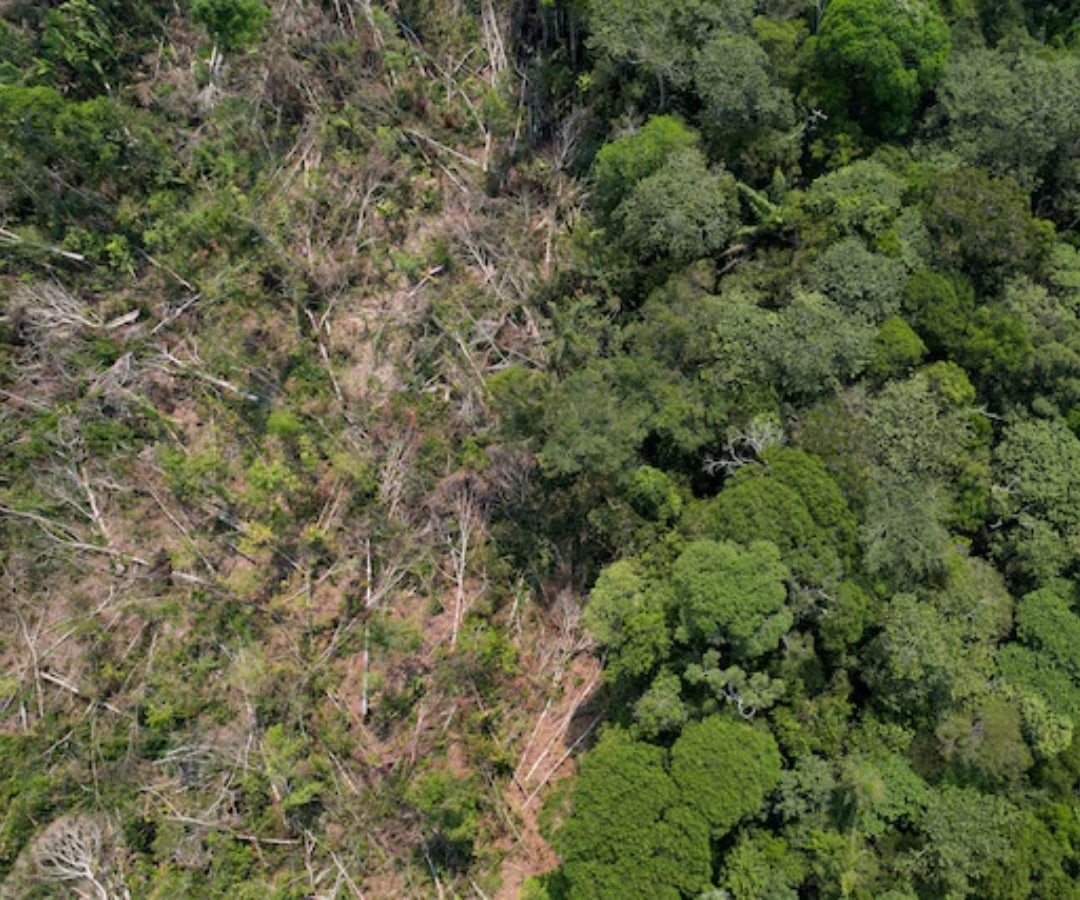 Ibama informó que había identificado 69 propiedades que habían vendido 18.000 cabezas de ganado criadas en tierras deforestadas.