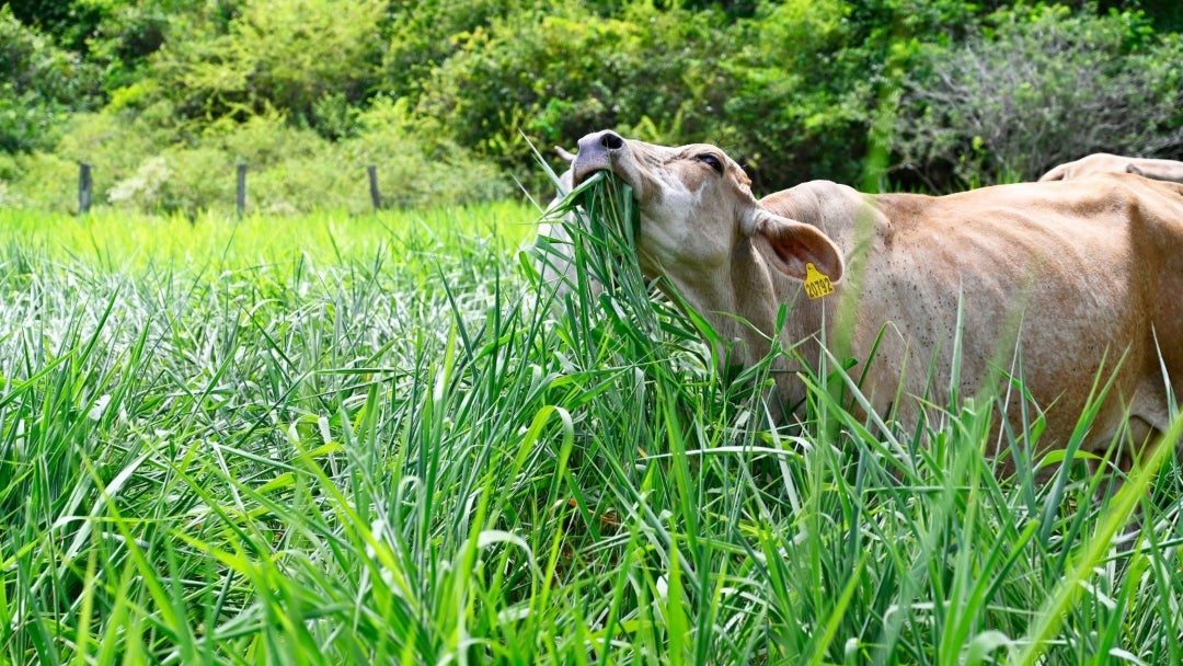 Ganadería comiendo Mavuno