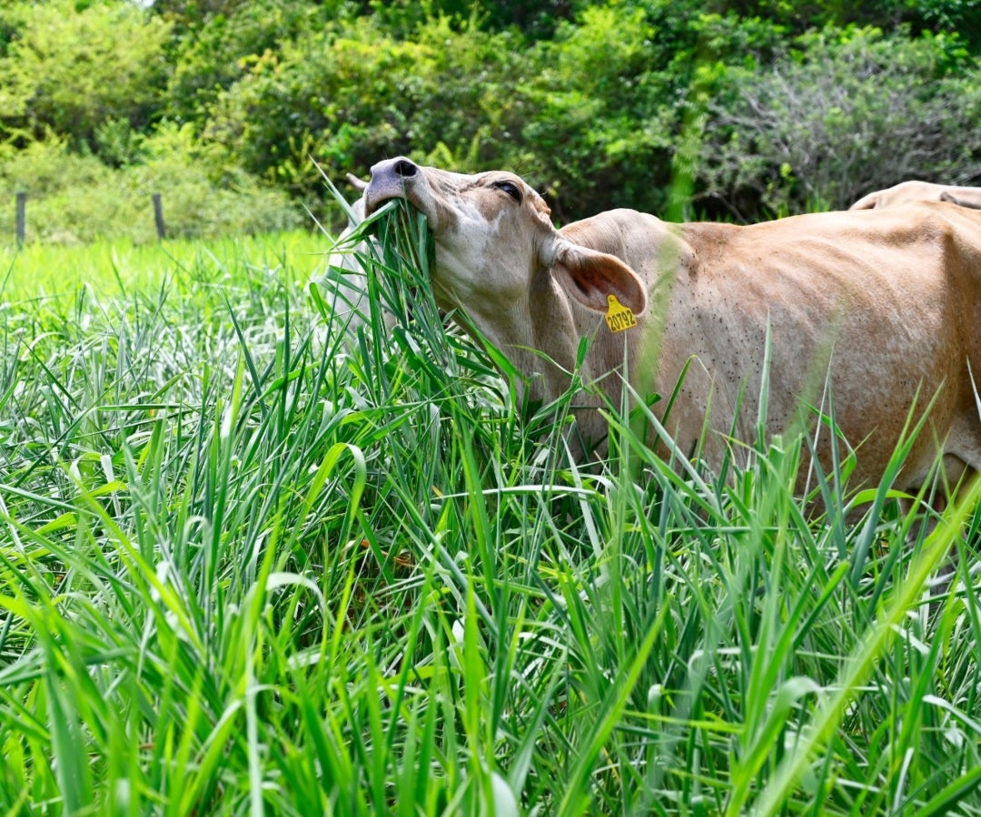 Ganadería comiendo Mavuno