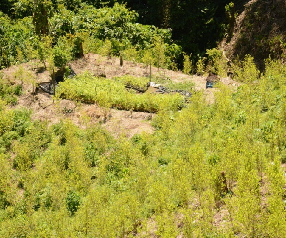 Cultivo de hoja de coca