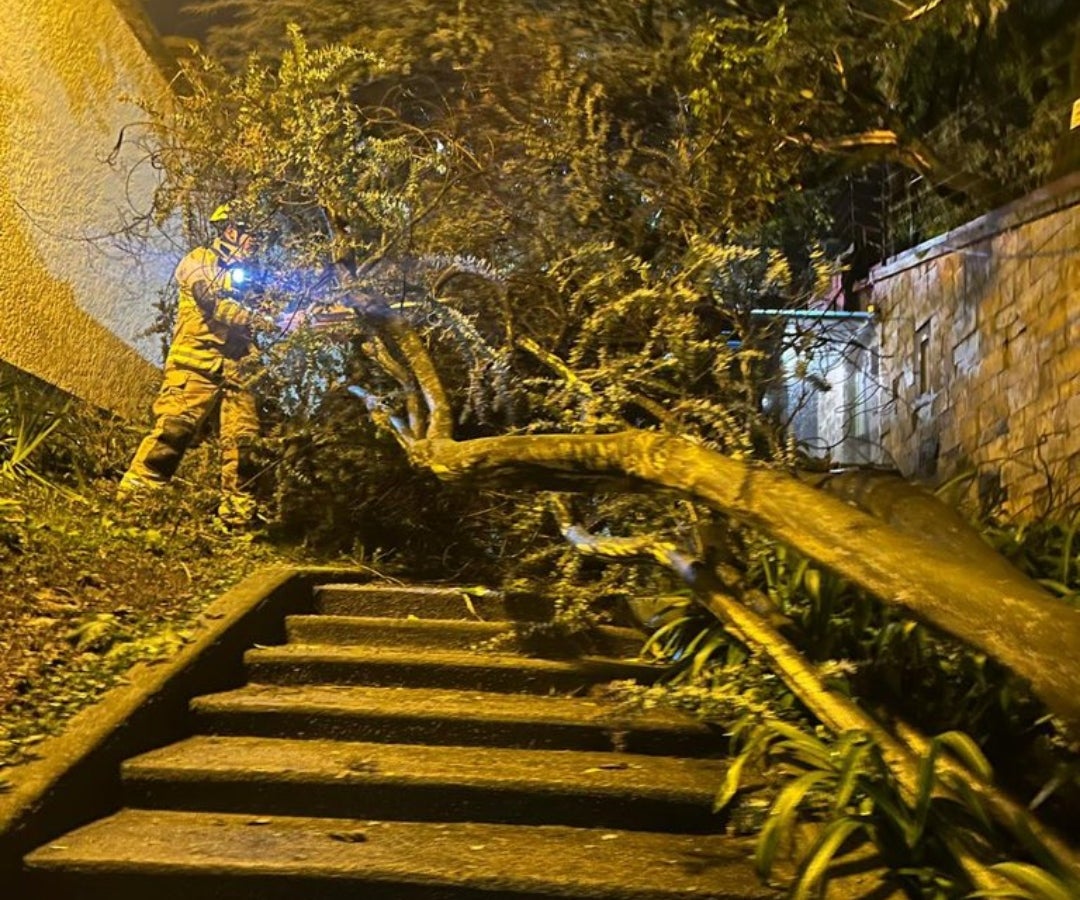 Tala y tronzado de árbol en el nororiente de Bogotá