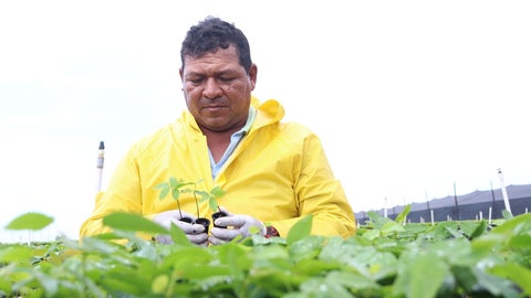 Trabajador del proyecto 'Brújula Verde'