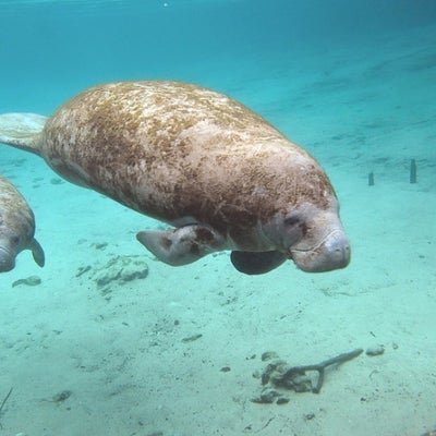 Esto es todo lo que debe saber sobre los manatíes en este mes de su ...