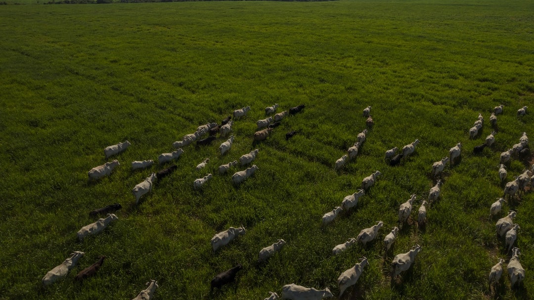 Ganado bovino