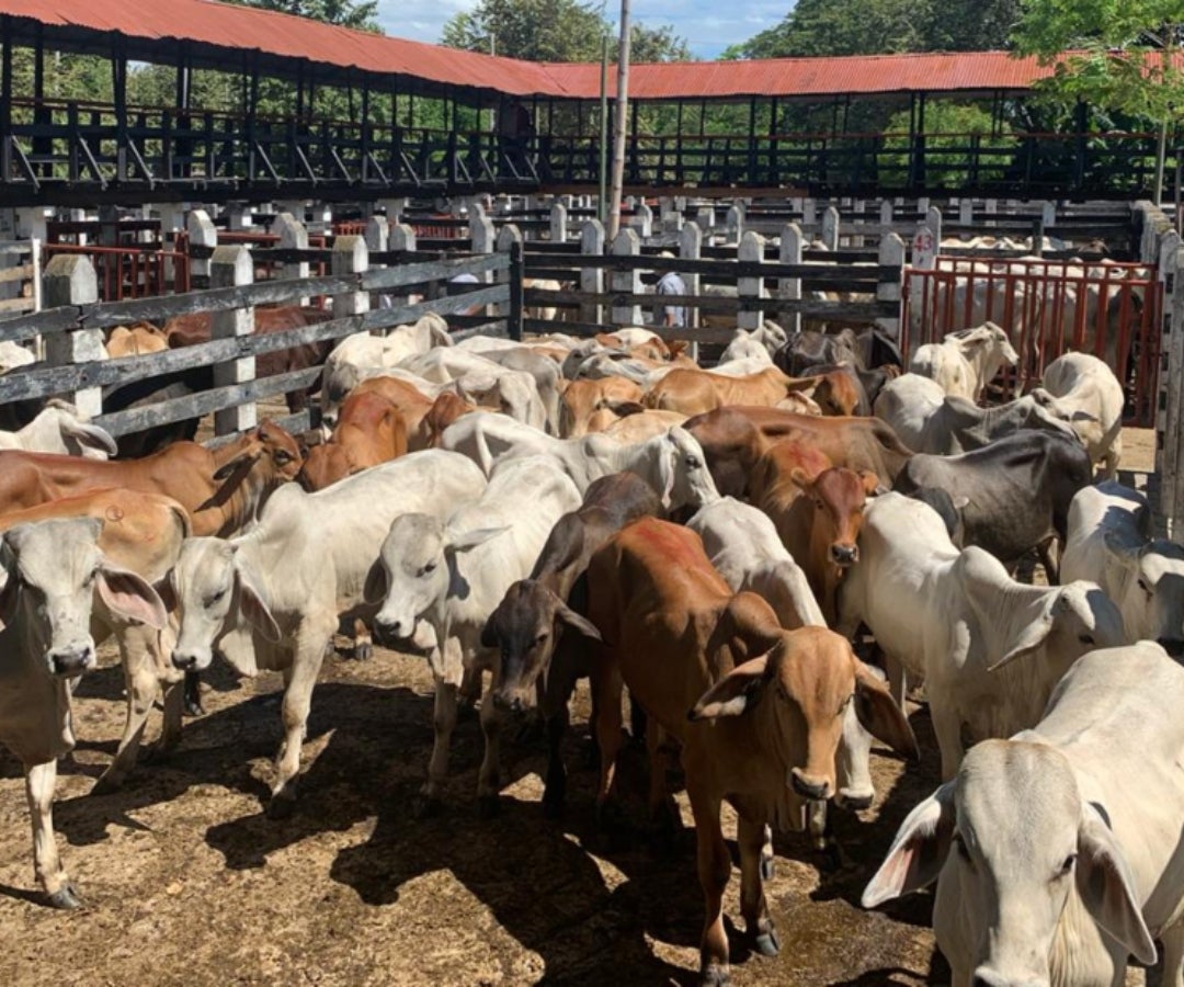 Vista general de ganado