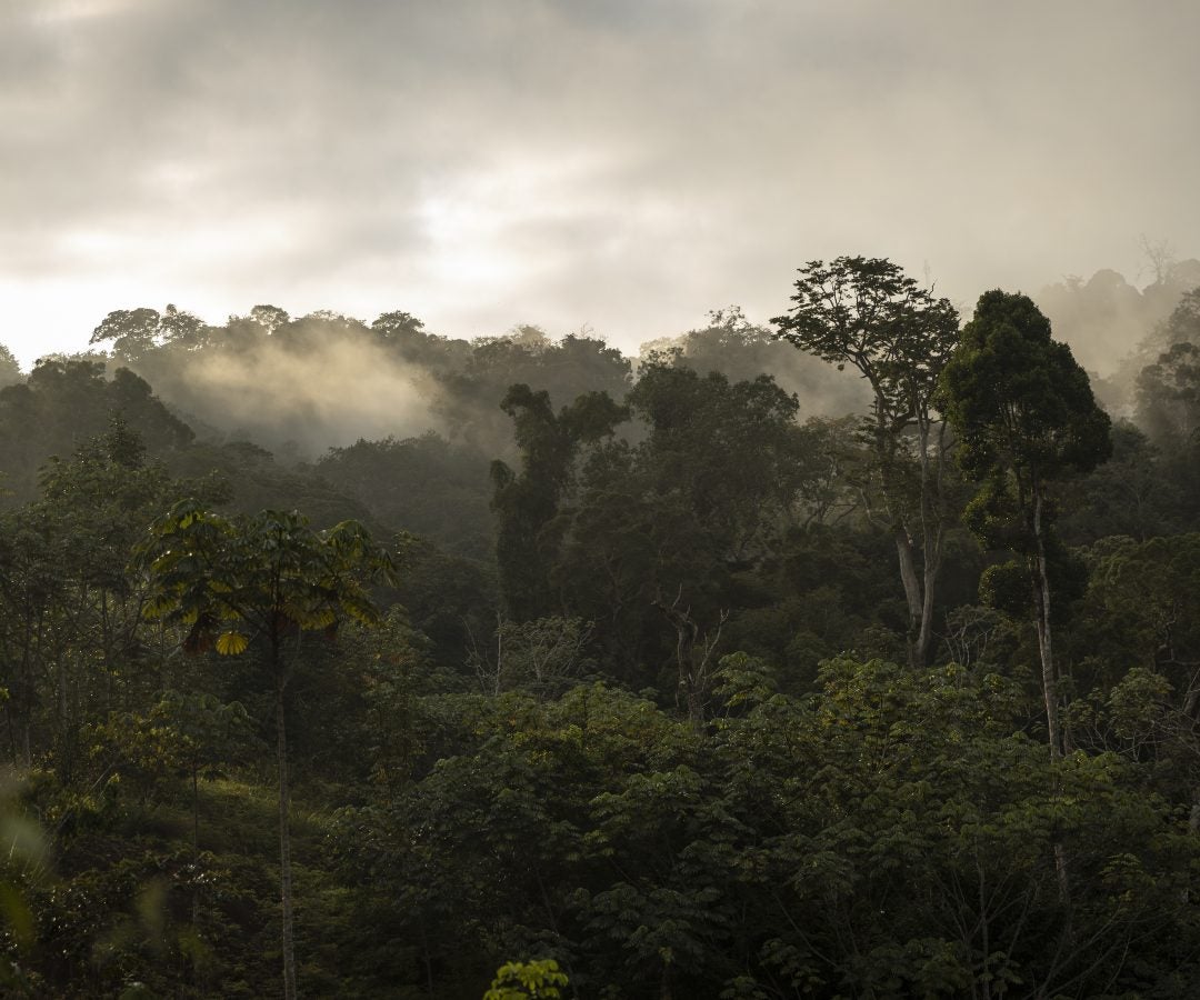 Esa fungibilidad es la base de los mercados de carbono