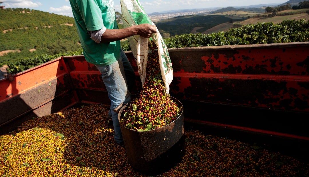 Feliz navidad cafetera, precio interno de la carga de 125 kilos cerró en $2,81 millones