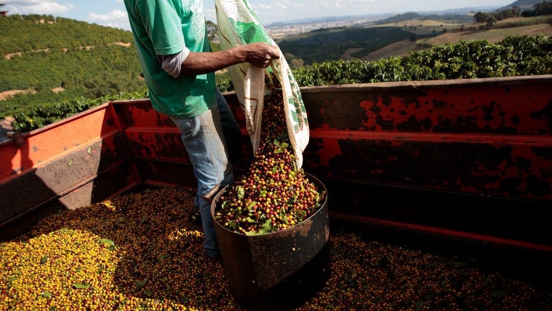 Cerezas de café