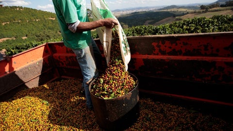 Cerezas de café