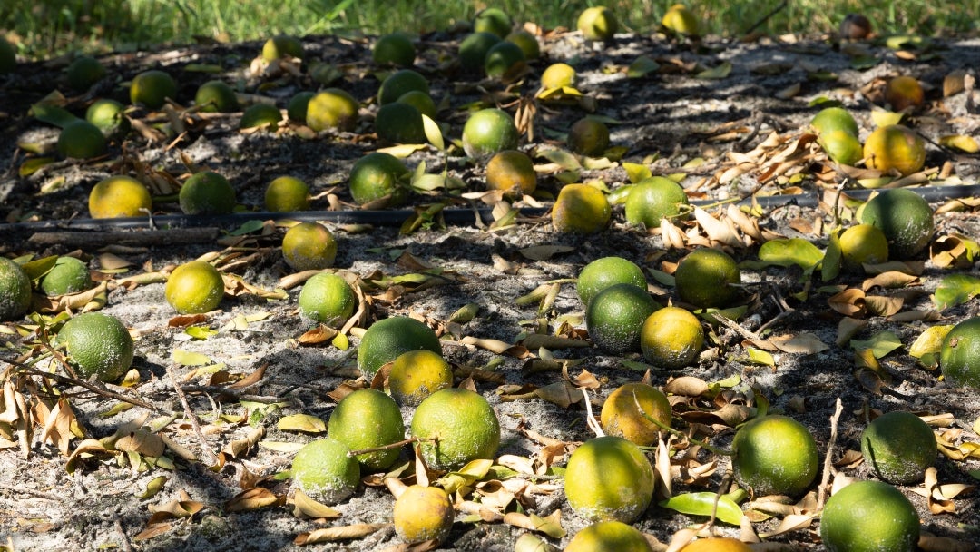 Naranjas