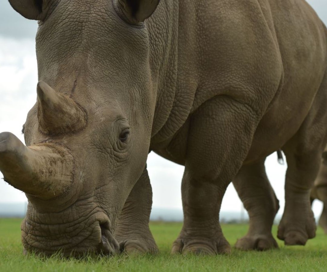 Rinocerontes blancos