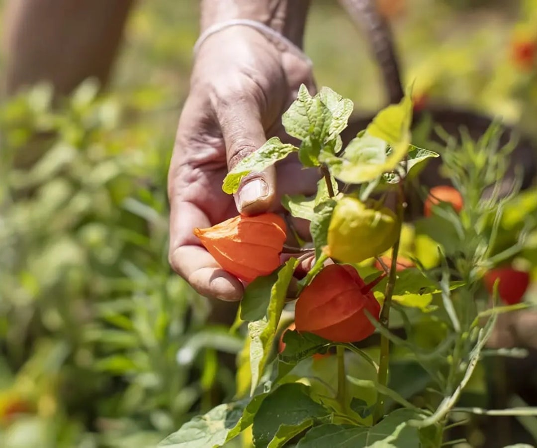 Cultivo de uchuva