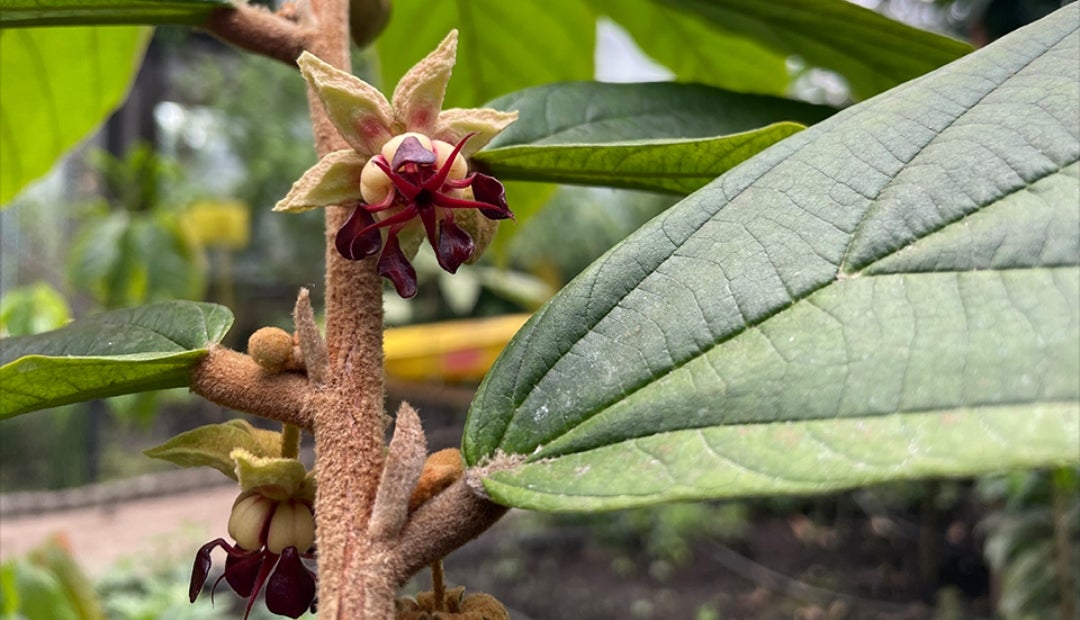 La grasa de copoazú haría más saludable el chocolate con minerales y antioxidantes