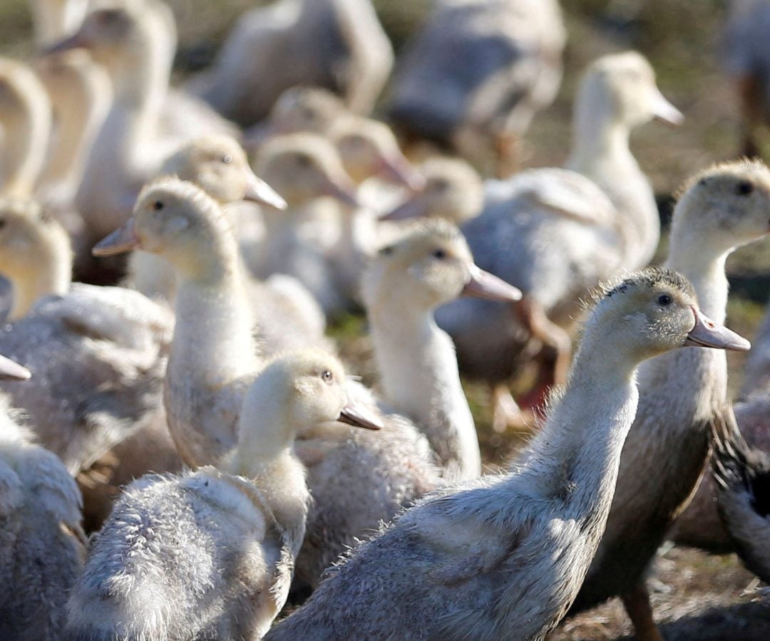 La cepa H5N1 se descubrió por primera vez en 1996 en gansos criados en China