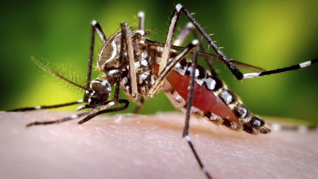 Dengue