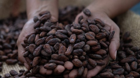 Cacao seco