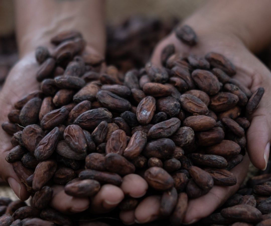 Cacao seco