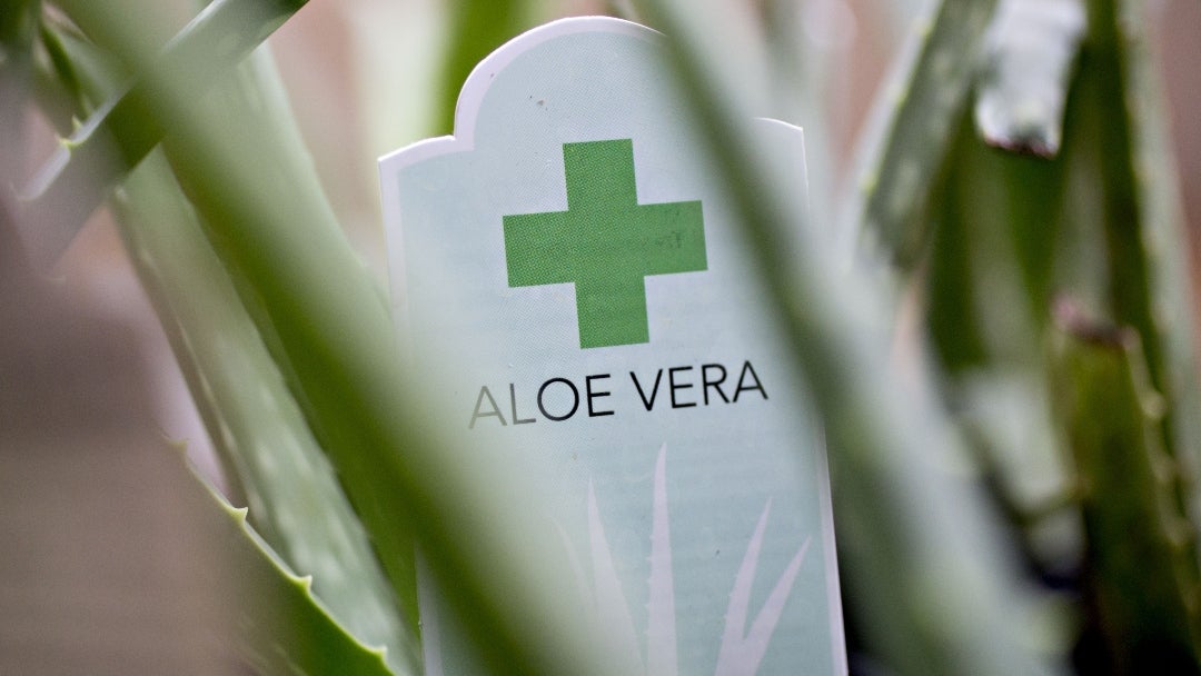 Aloe Vera