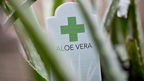 Aloe Vera