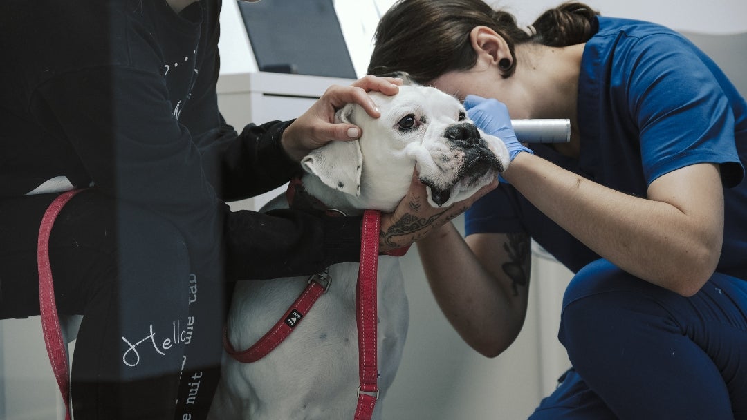 Perro en veterinaria