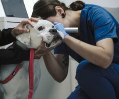 Perro en veterinaria